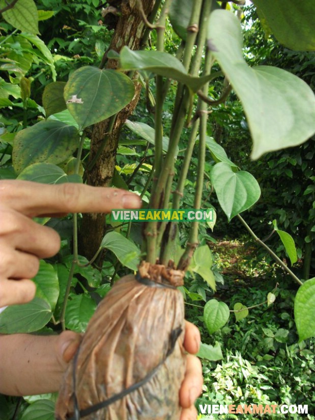 Giới thiệu tổng quan về cây hồ tiêu tại Việt Nam - Viện Eakmat
