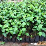 Các giống tiêu có triển vọng tại thị trường Việt Nam