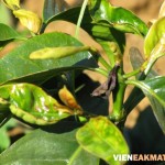 Nguyên nhân và cách khắc phục bệnh bạc lá ở cây cà phê