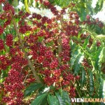 Nguồn gốc và một số giống cà phê tại Việt Nam