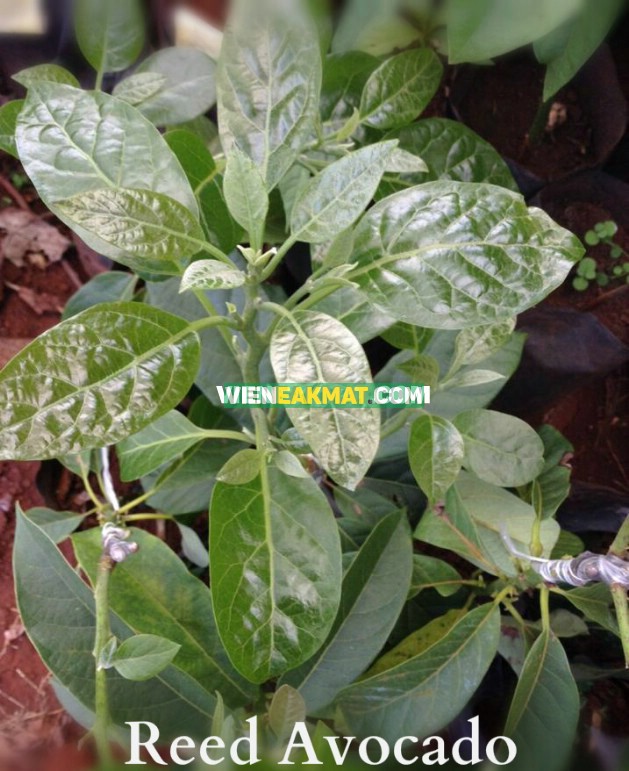 Giống bơ Reed chín muộn, hiệu quả kinh tế cao - Viện Eakmat