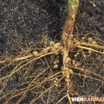 Biện pháp phòng trừ bệnh lở cổ rễ trên cây cà phê