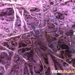 Tác hại và biện pháp phòng trừ tuyến trùng hại rễ cây cà phê