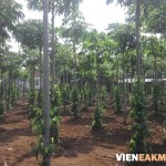 Kỹ thuật trồng tiêu cho năng suất cao tại Việt Nam