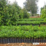 Các giống mắc ca có triển vọng tại Việt Nam