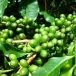 Liều lượng và thời điểm bón phân cho cây cà phê kinh doanh