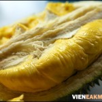 Những yếu tố ảnh hưởng đến khả năng cho trái của cây sầu riêng