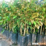 Kỹ thuật trồng cây sầu riêng đúng cách đạt hiệu quả