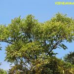 Nguồn gốc và đặc điểm sinh thái của cây đinh lăng