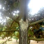 Biện pháp phòng ngừa bệnh xì mủ trên cây sầu riêng hiệu quả