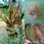 Nguyên nhân và biện pháp phòng trừ bệnh thối trái ở cây sầu riêng