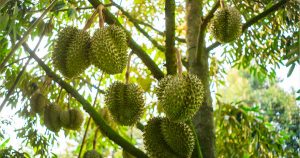 cách chăm sóc sầu riêng Musang King