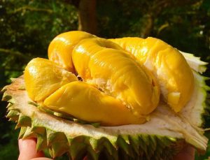 chăm sóc sầu riêng Musang King