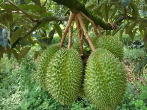 cây giống sầu riêng Dona