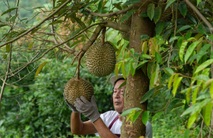 Monthong Thái