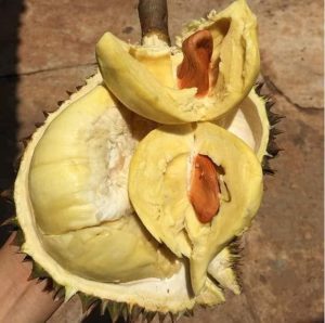 sầu riêng Monthong Thái bị sượng