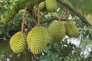 sầu riêng Dona giống
