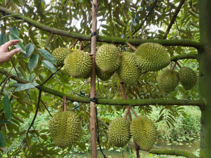 cây sầu riêng Dona