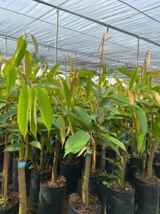 giống cây sầu riêng Dona gốc 2 năm