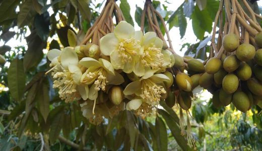 hoa sầu riêng Dona