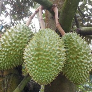 sầu riêng Ri6 chất lượng