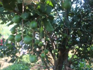 cây giống mắc ca