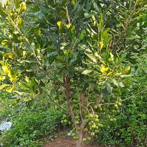 cây mắc ca giống