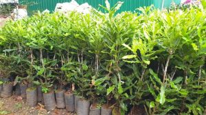cây giống mắc ca 900