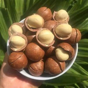 giống mắc ca A38