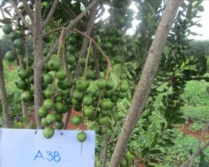 mắc ca A38