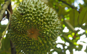 nhận biết sầu riêng Back Thorn