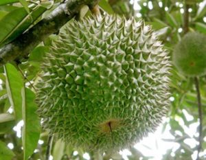sầu riêng Black Thorn